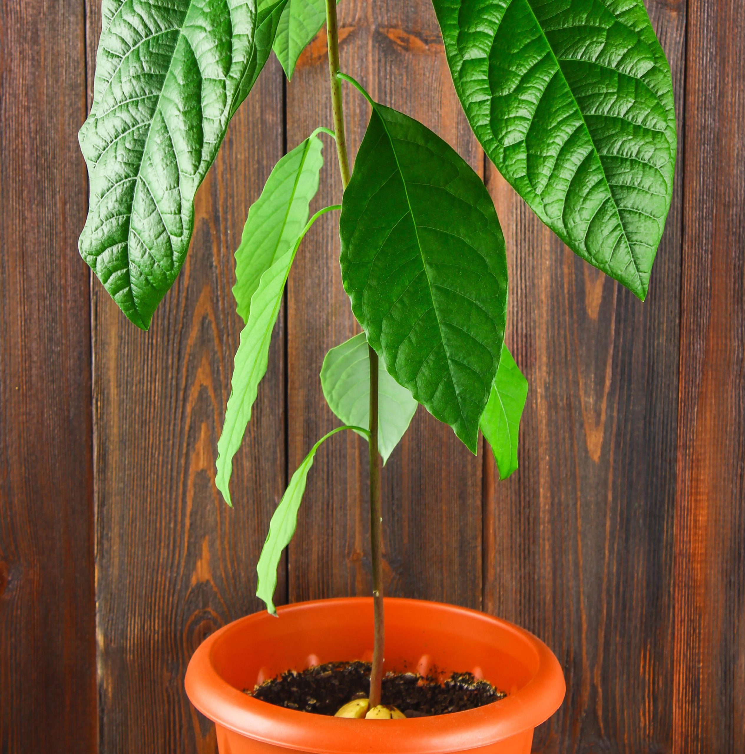 Grow Your Own Avocado Final