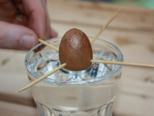 Grow Your Own Avocado Step 2