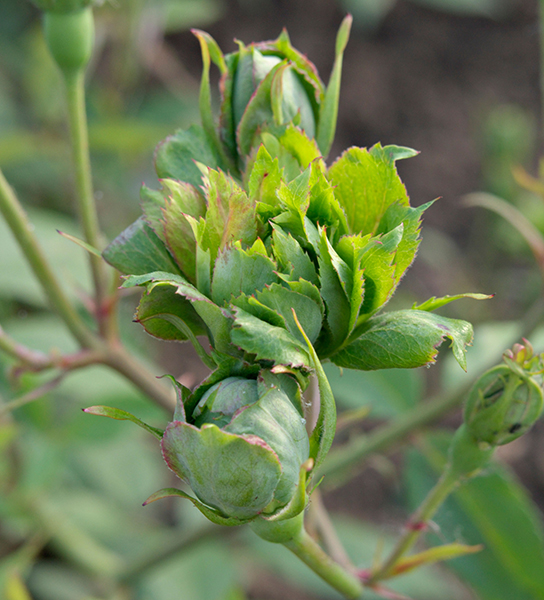 Green flowers. Rosa chinensis viridiflora