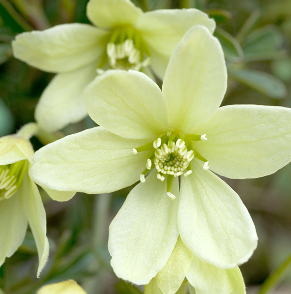 Green flowers. Clematis 'Pixie'