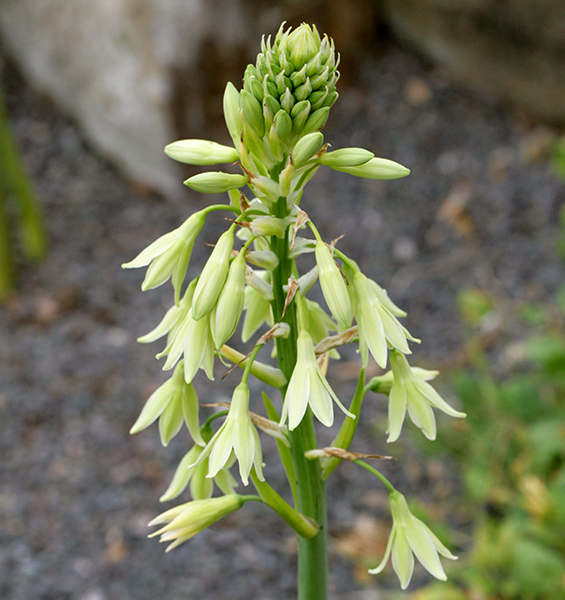 Green flowers. Galtonia viridiflora.