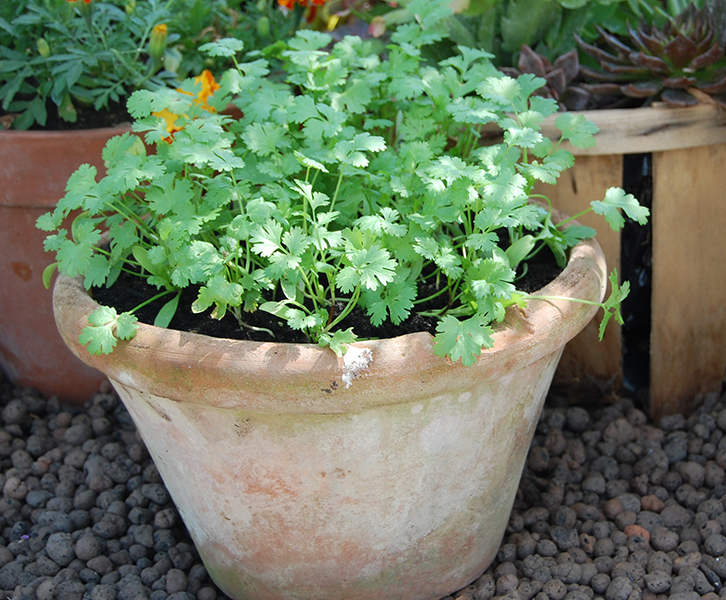 coriander in pot