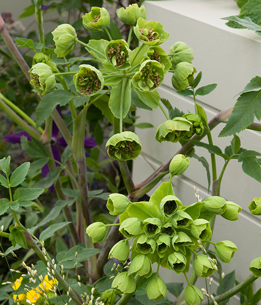Green flowers. Mathiasella bupleuroides ‘Green Dream’.