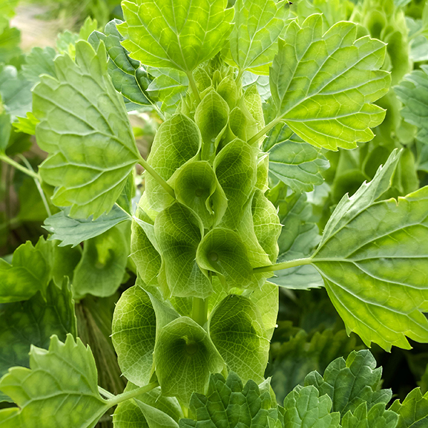 Green flowers. Moluccella laevis