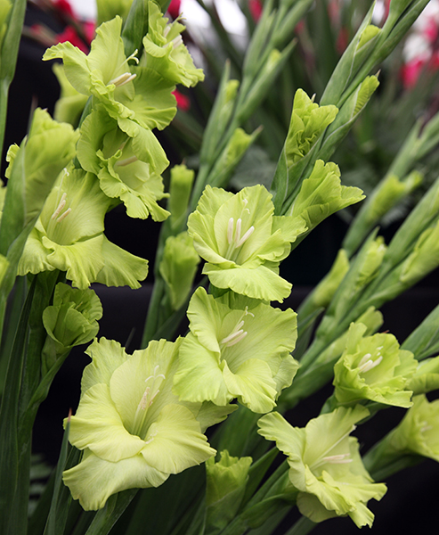 Green flowers. Gladiolus 'Green Star'
