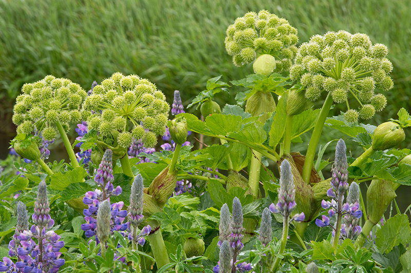 Green flowers. Angelica archangelica. Purple dwarf perennial lupins