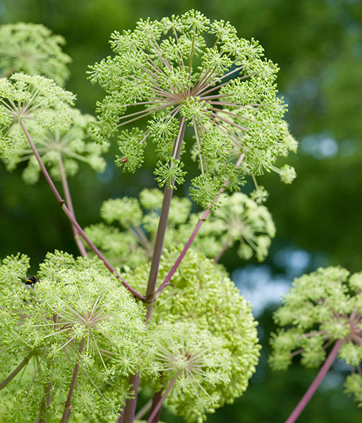 Green flowers. Angelica archangelica