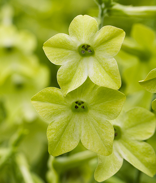 Green flowers. Nicotiana ‘Lime Green’ AGM