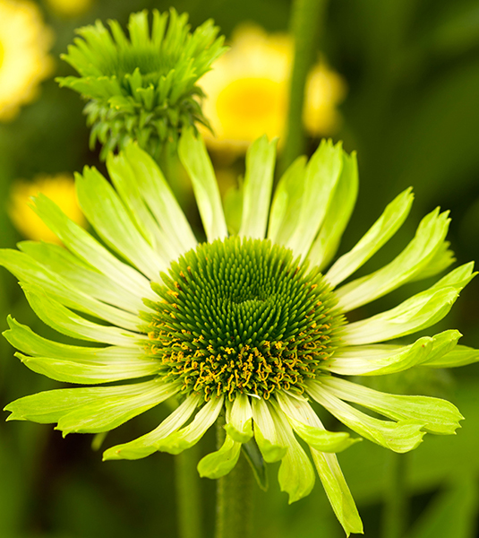 Green flowers. Echinacea purpurea ‘Green Jewel’.
