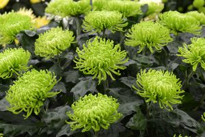 Green flowers. Chrysanthemum ‘Green Mist’.