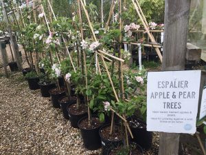 Fruit, trees, unsold, garden centre, waste, landfill