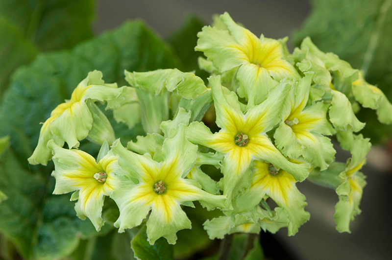 Green flowers. Primula ‘Francisca’ AGM