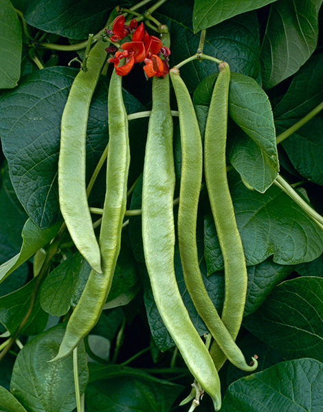 Runner bean 'Polestar'