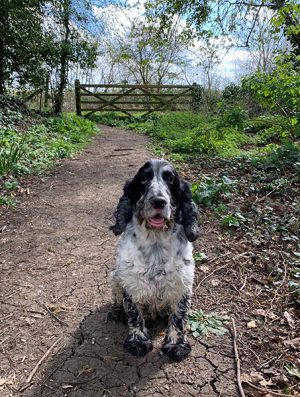 cocker spaniel