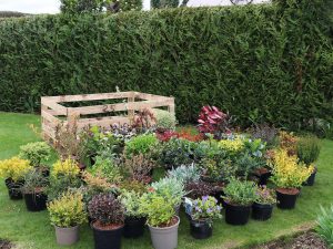shrubs, rescue, garden, centres, lockdown, Coronavirus