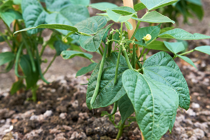 Dwarf French bean 'Ferrari'