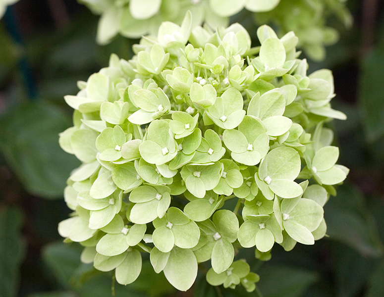 Green flowers. Hydrangea ‘Little Lime’