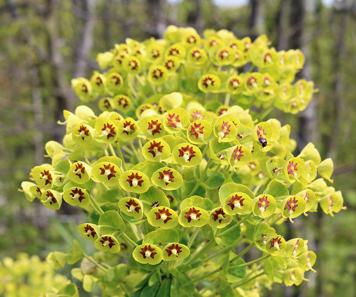 Green flowers. Euphorbia x martini