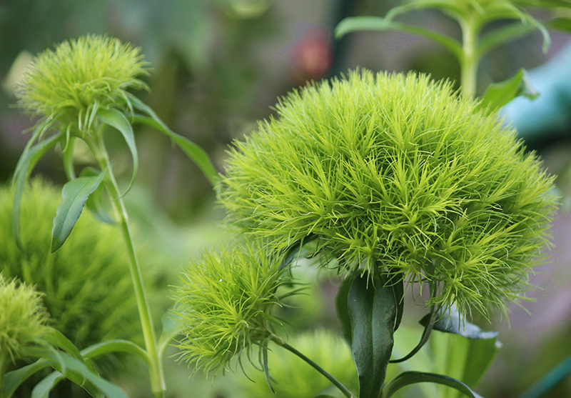 Green flowers. Dianthus Green Trick