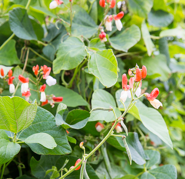 Runner bean 'Painted Lady'