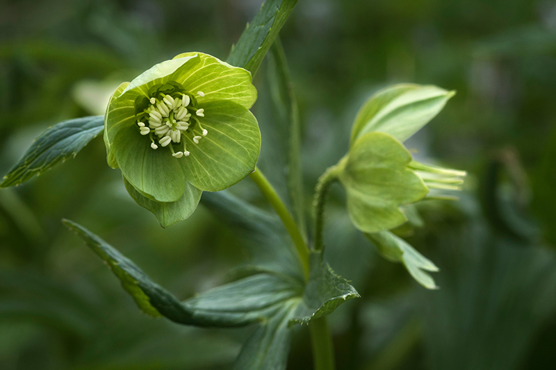 Green flowers. Helleborus viridis subsp. viridis
