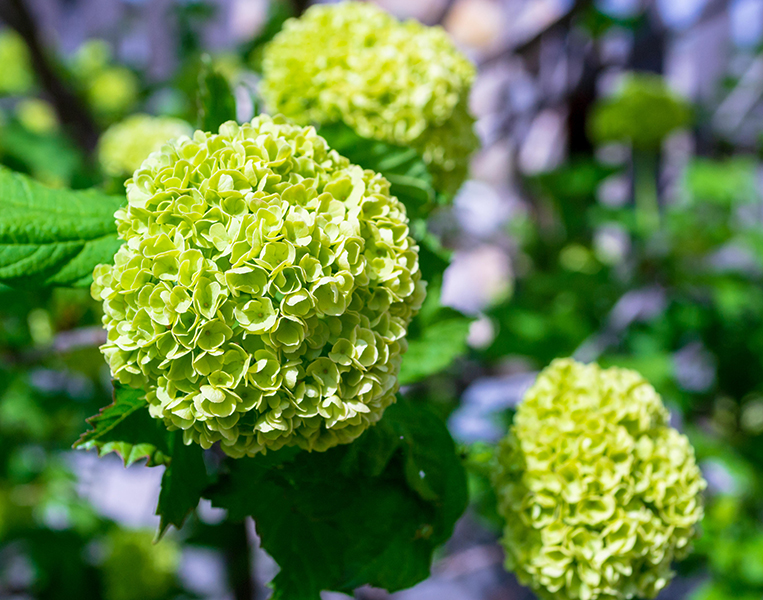 Green flowers. Viburnum opulus ‘Roseum’ AGM