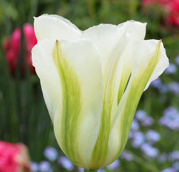 Green flowers. Tulipa ‘Spring Green’ AGM