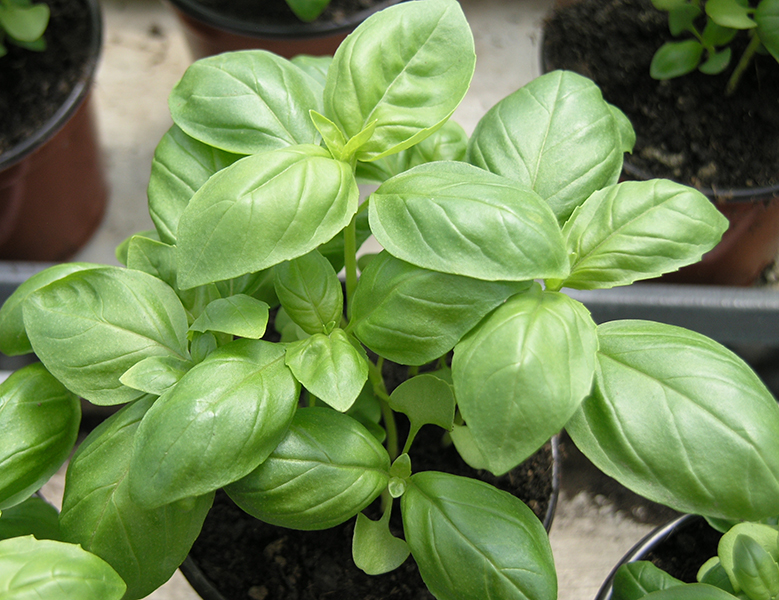 basil in pot