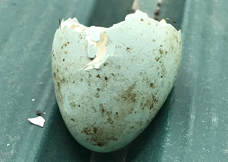 Blackbird eggshell
