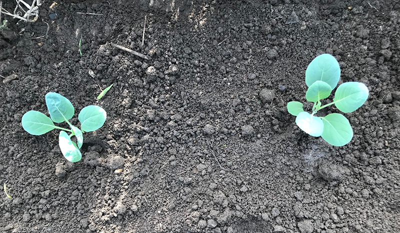 'Bedford' Brussels sprouts, allotment