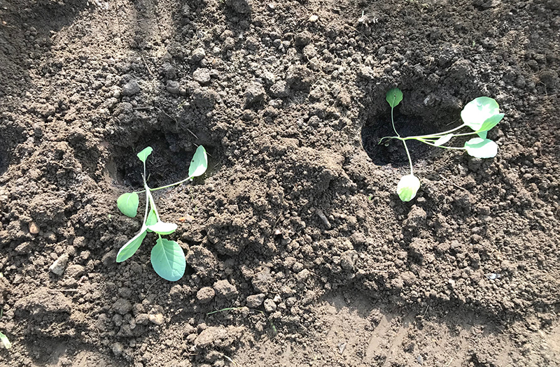 allotment 'Bedford' Brussels sprouts