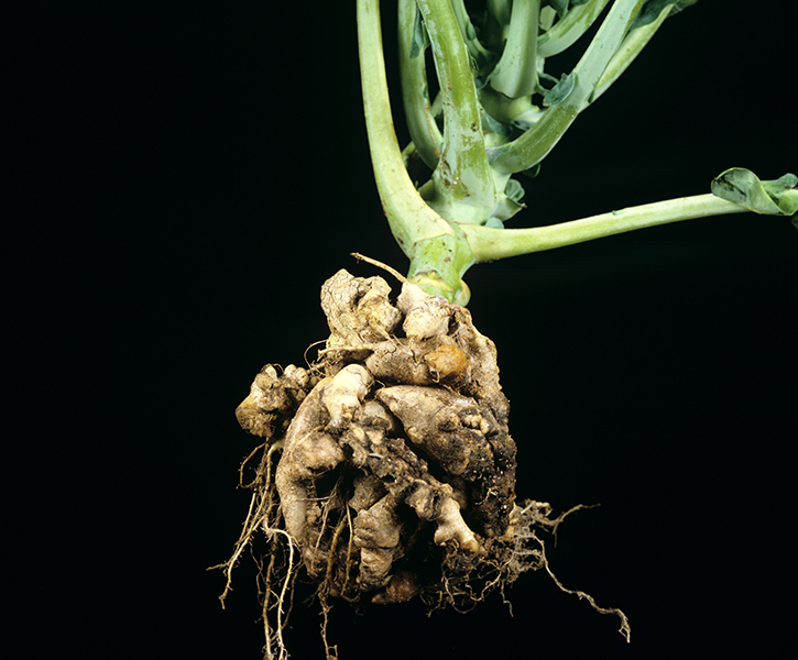 club root cabbage