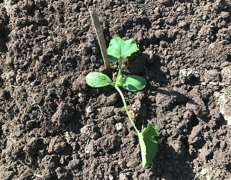 Courgette 'Endurance'