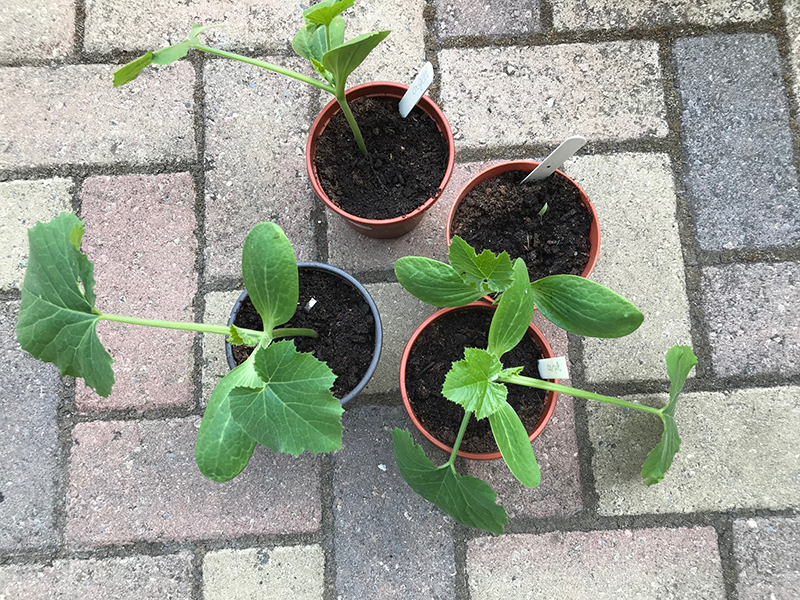 Courgette 'Endurance'