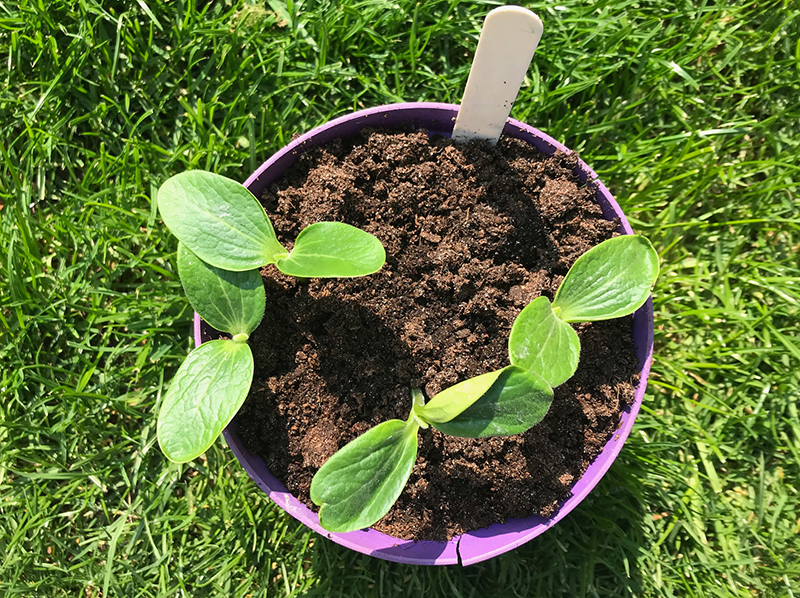 'Endurance' courgettes