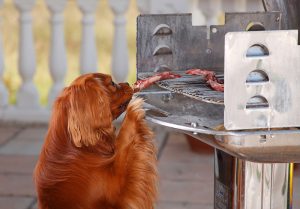 dog stealing food from barbecue
