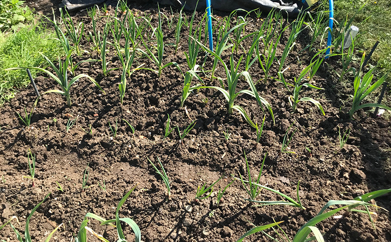 Garlic and onions on the allotment