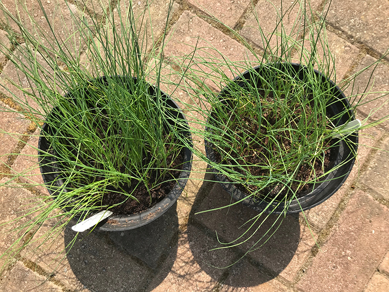 Leeks 'Autumn Mammoth' (left) and 'Pancho'