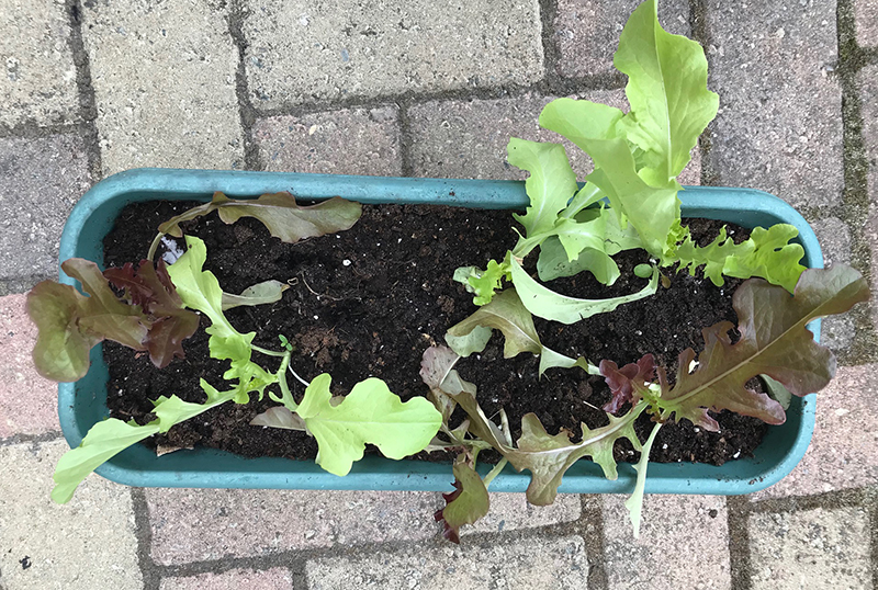 Lettuce 'Salad Bowl'