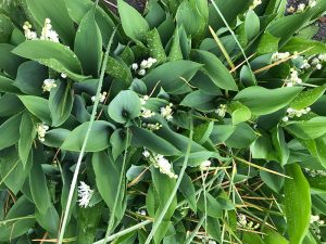Lily of the valley.