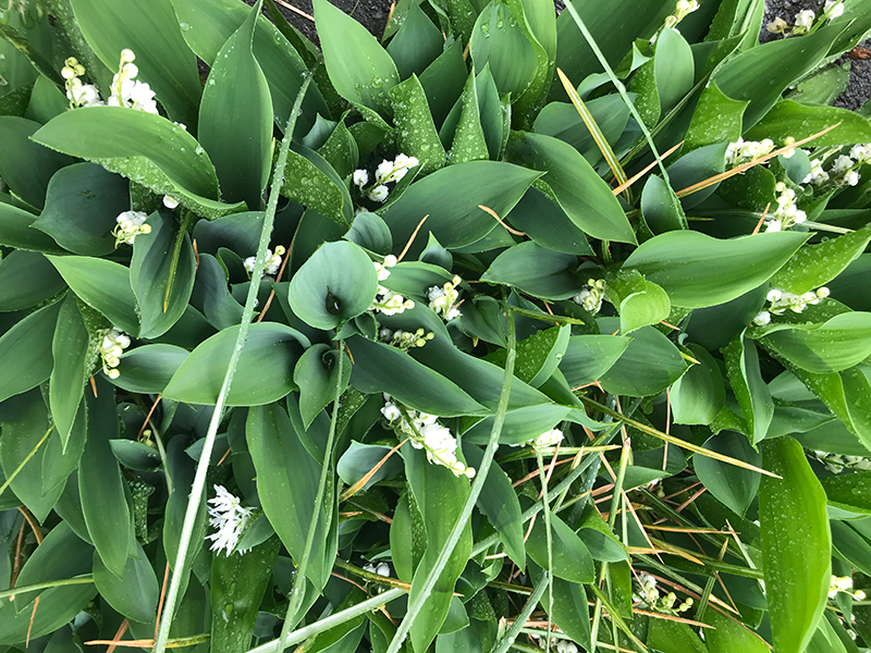 Lily of the valley.