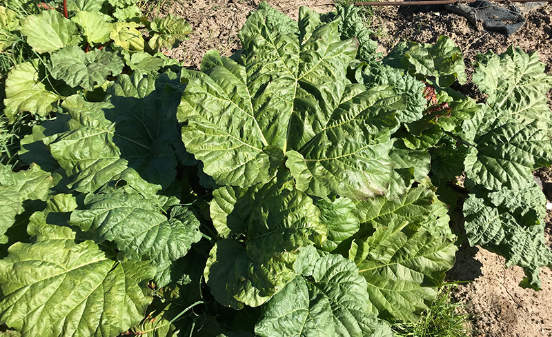 Rhubarb allotment