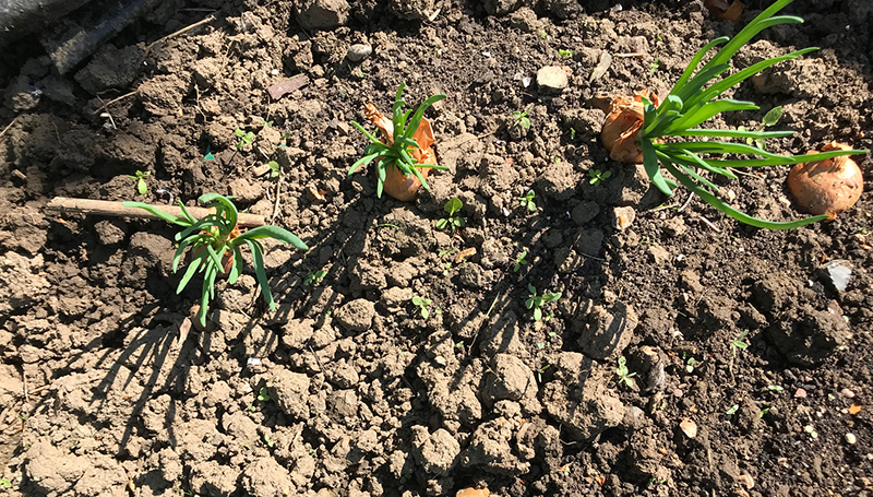 'Red Sun' shallots on allotment