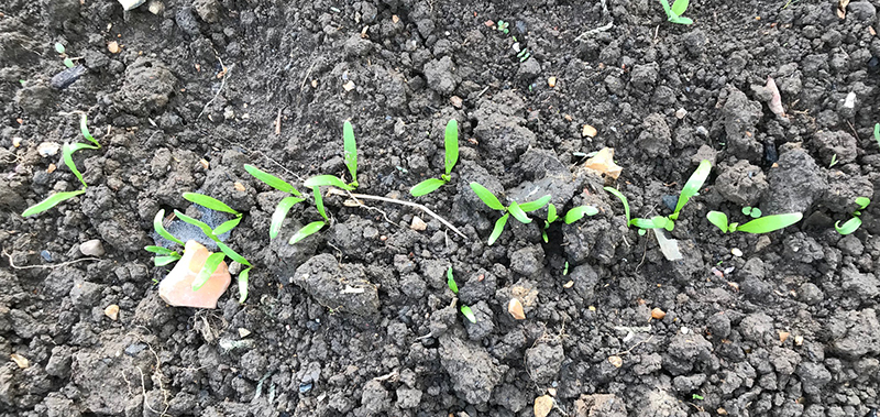 'Cello' spinach on allotment