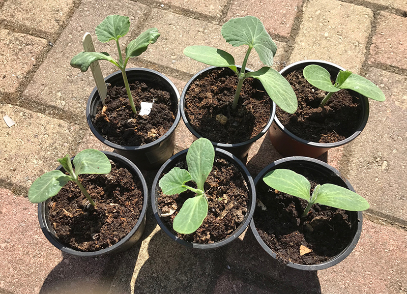 'Hunter' butternut squash plants.