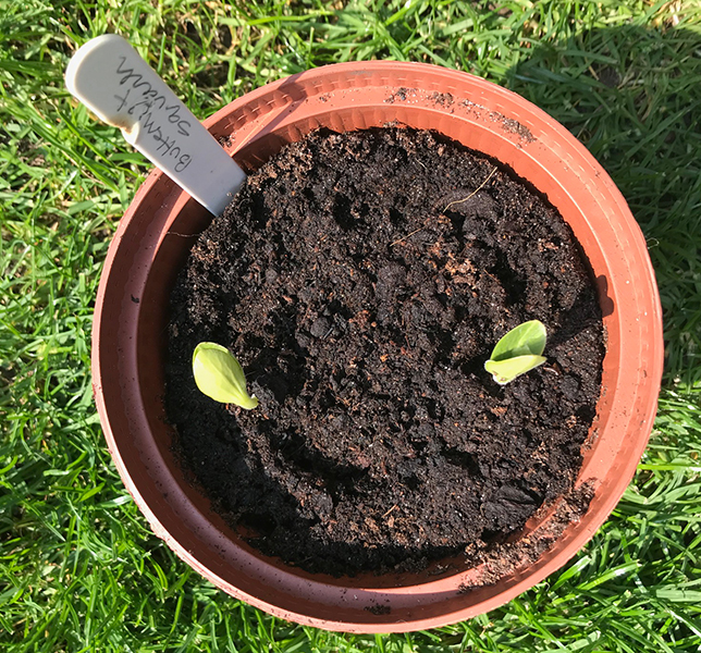 young butternut squash