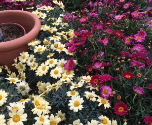Bedding plants, landfill, garden centre, closures, Coronavirus