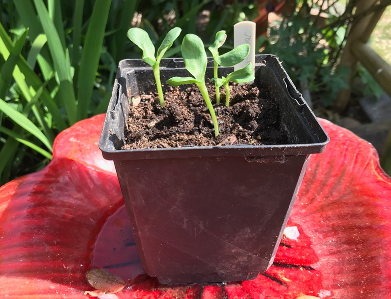 sunflower seedlings