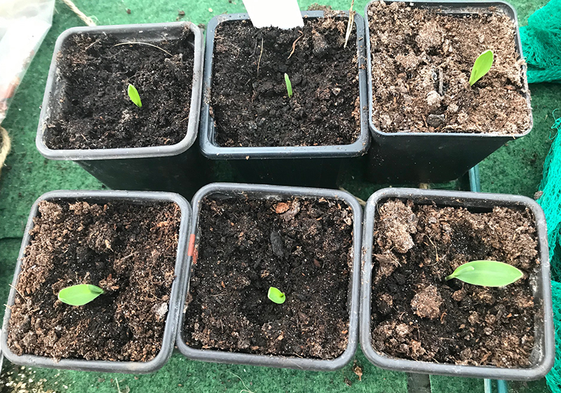 Sweetcorn 'Swift'.
