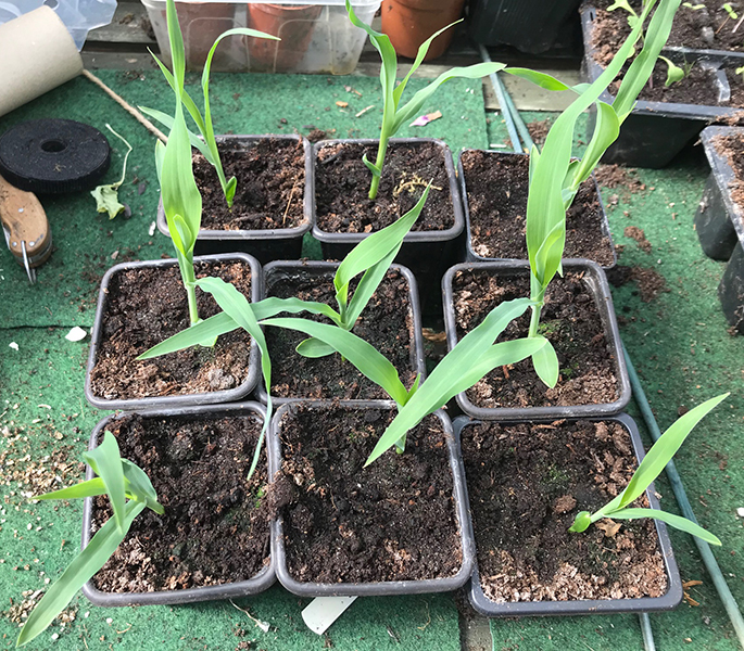 'Swift' sweetcorn